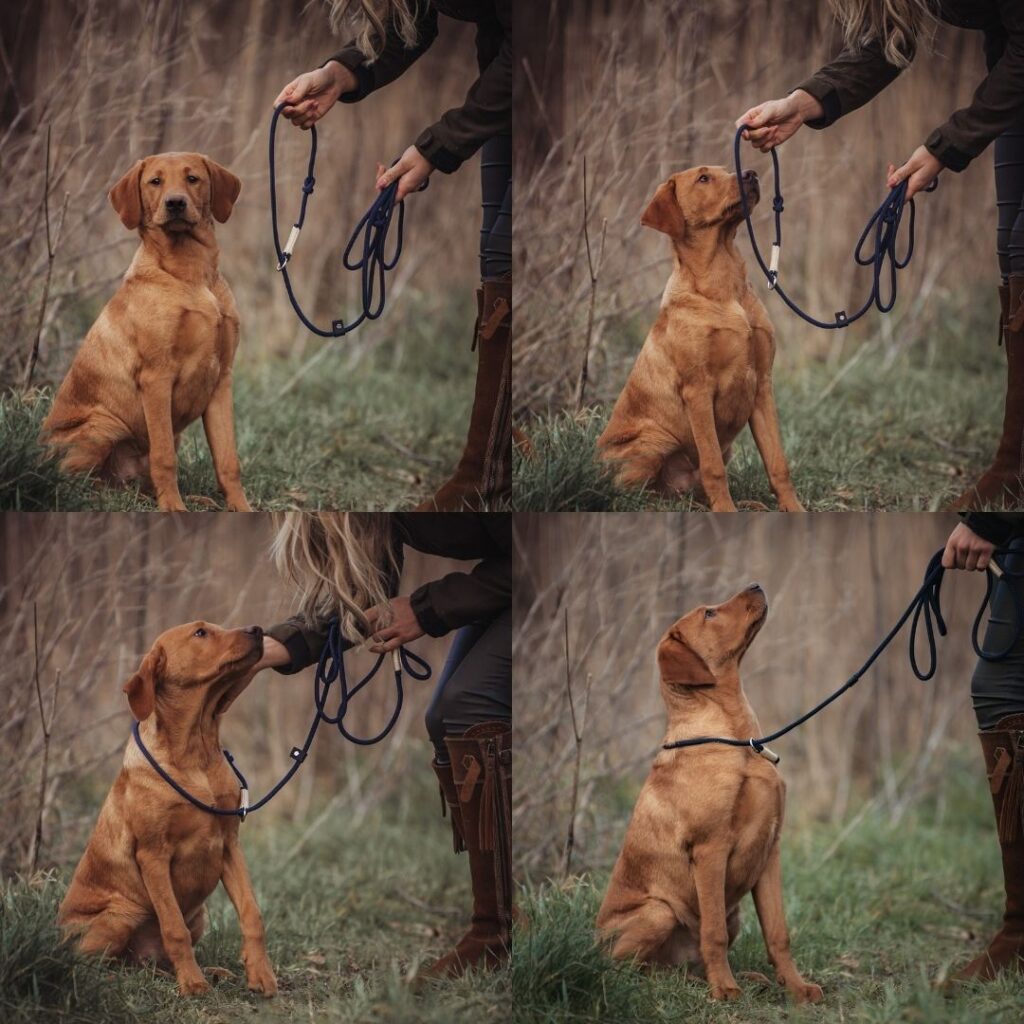 Een jachtlijn is een makkelijke manier om je hond te vangen