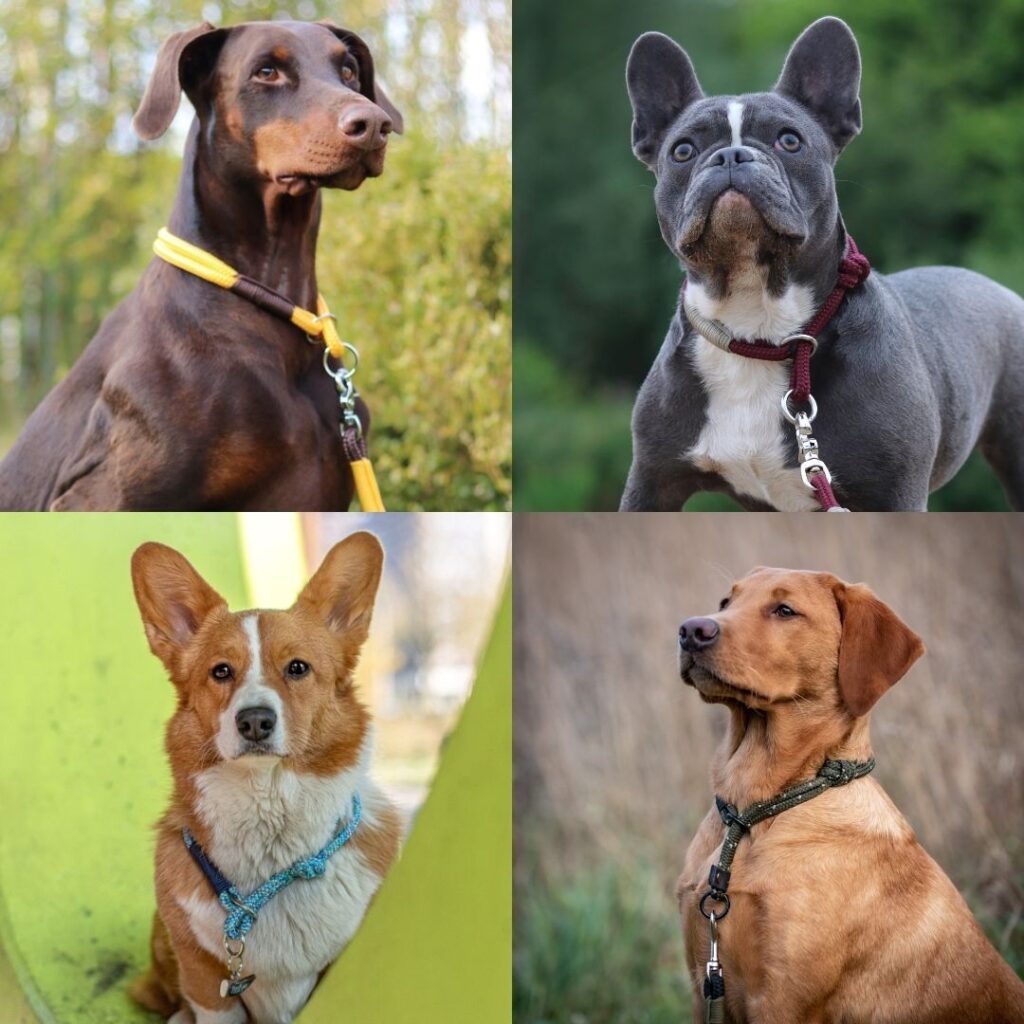 Honden dragen een luxe ronde sliphalsband met verstelbare stopknoop tijdens een wandeling, comfortabele pasvorm en geschikt als trainingshulpmiddel voor meer controle.