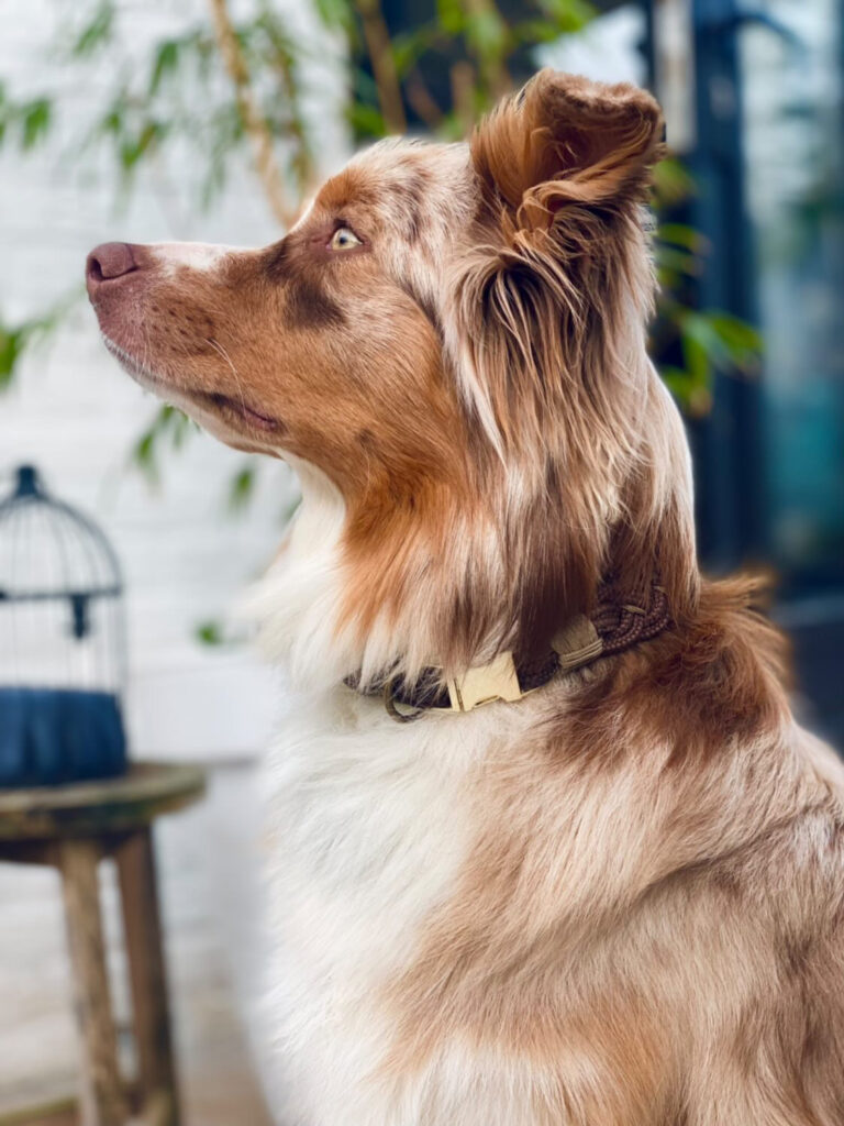handgemaakt gevlochten halsband aussie donkerbruin
