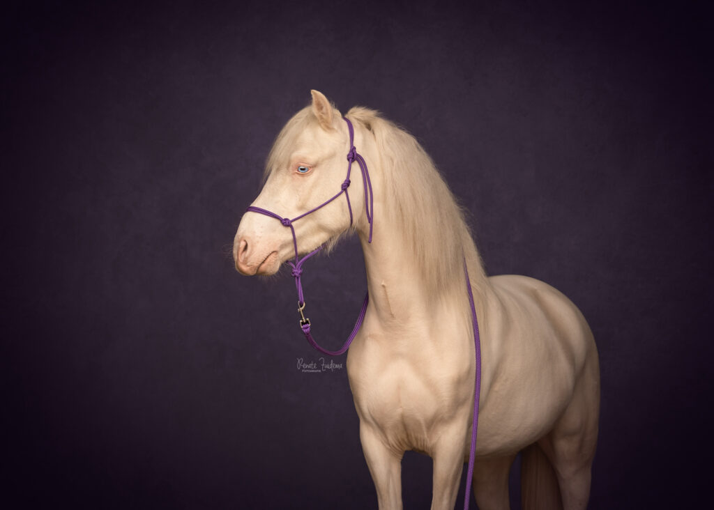 Leadrope met touwhalster