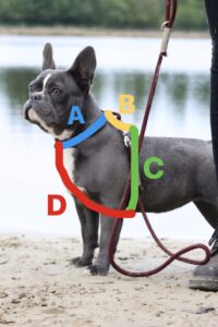 Onze harnassen worden op maat gemaakt voor uw hond, zodat het perfect past en het meeste comfort biedt. Bij de bestelling vragen wij om de omtrek van het hoofd van uw hond te meten. LET OP: het harnas moet over het hoofd en de oren van de hond worden getrokken. Als de omtrek van het hoofd groter is dan de standaardmaat 'A', wordt het harnas op maat gemaakt voor de omtrek van het hoofd.
