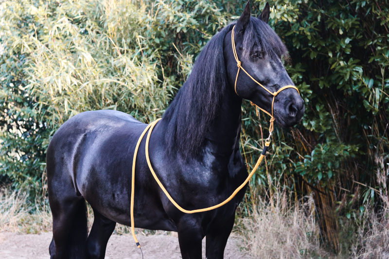 Leadrope met touwhalster