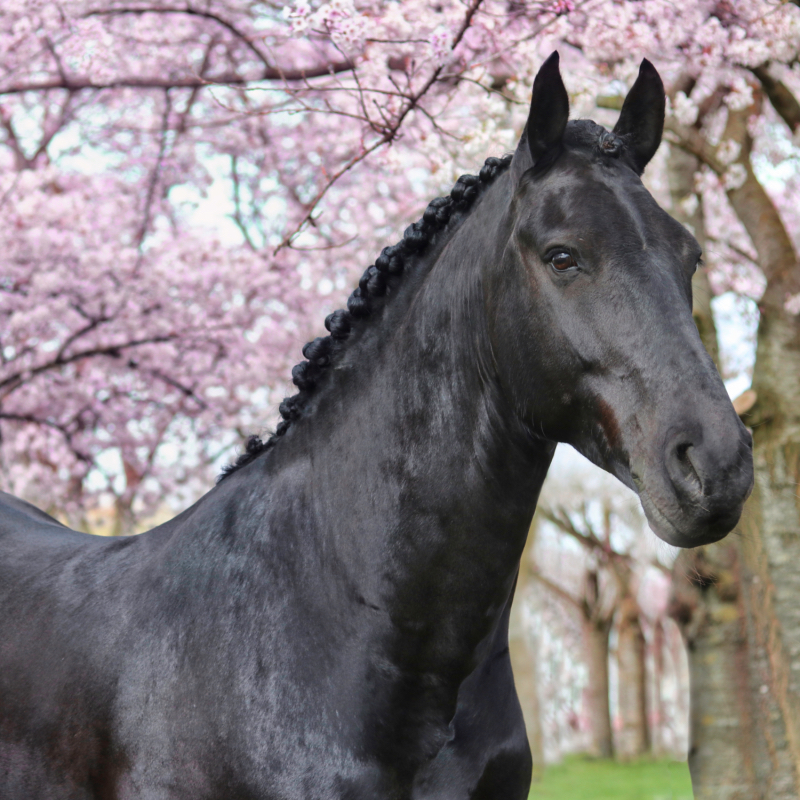 Fotografiehalster voor paarden – subtiel halster voor fotoshoots