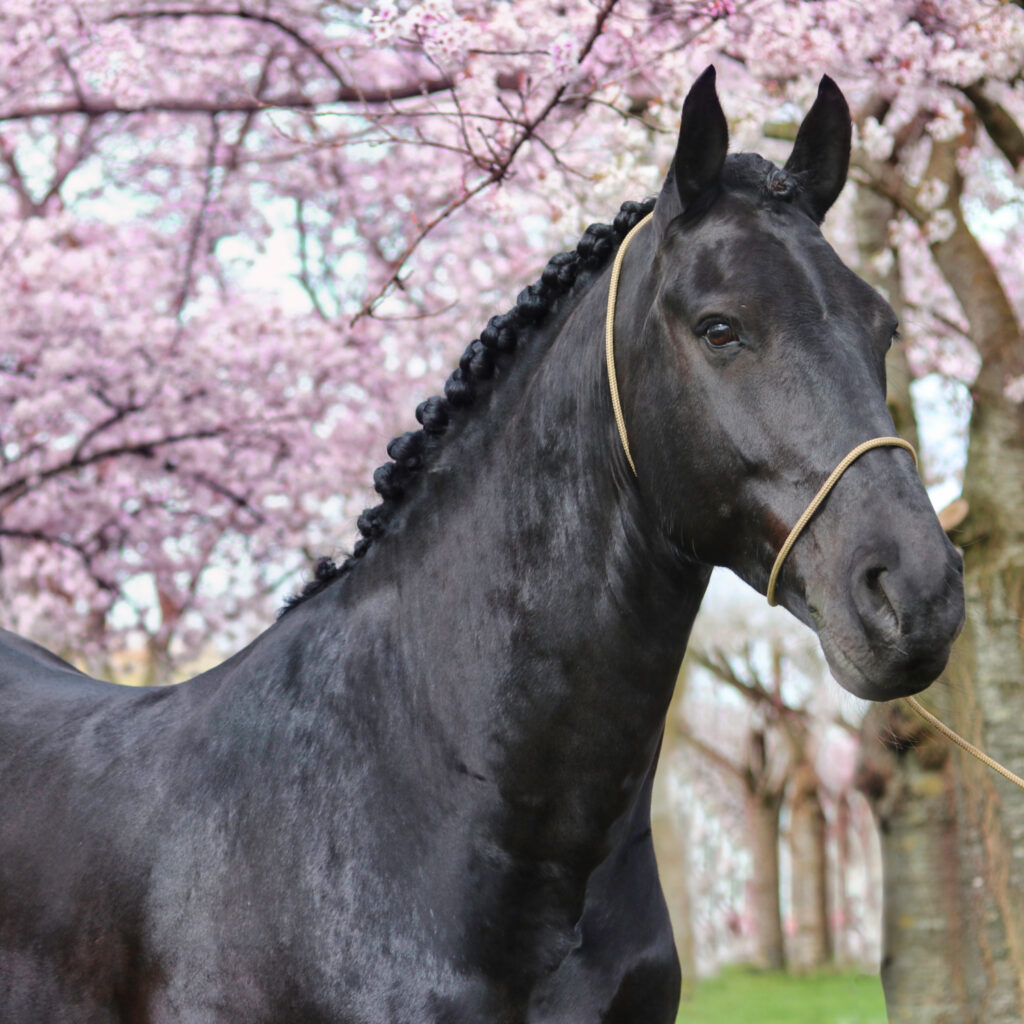 Fotografiehalster voor paarden – subtiel halster voor fotoshoots