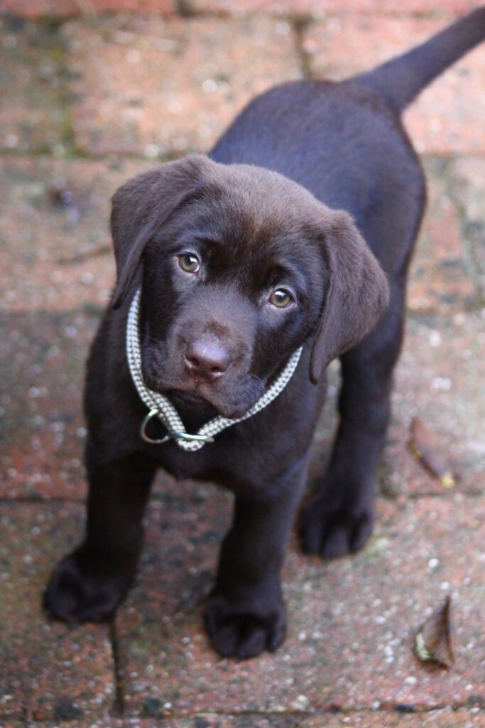 Puppy halsband