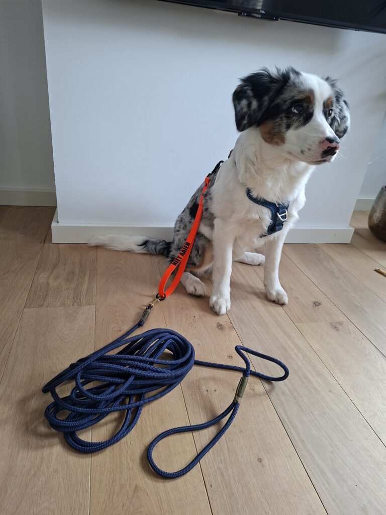 hond